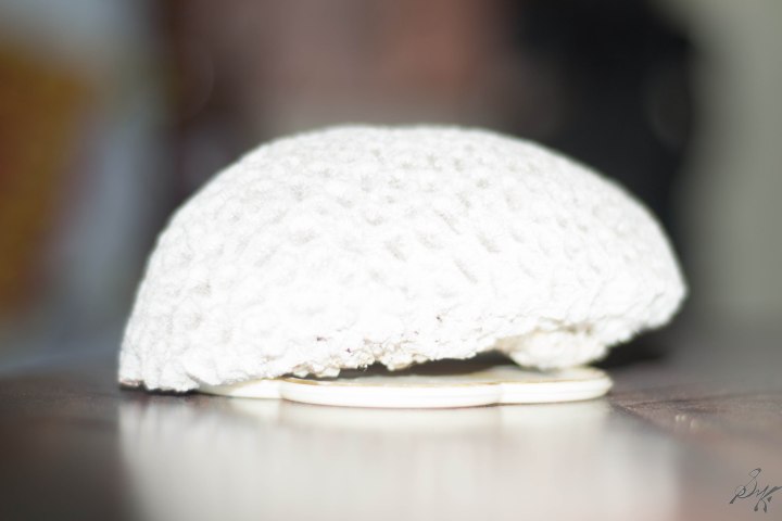 Brain coral, loses detail due to white out by direct flash