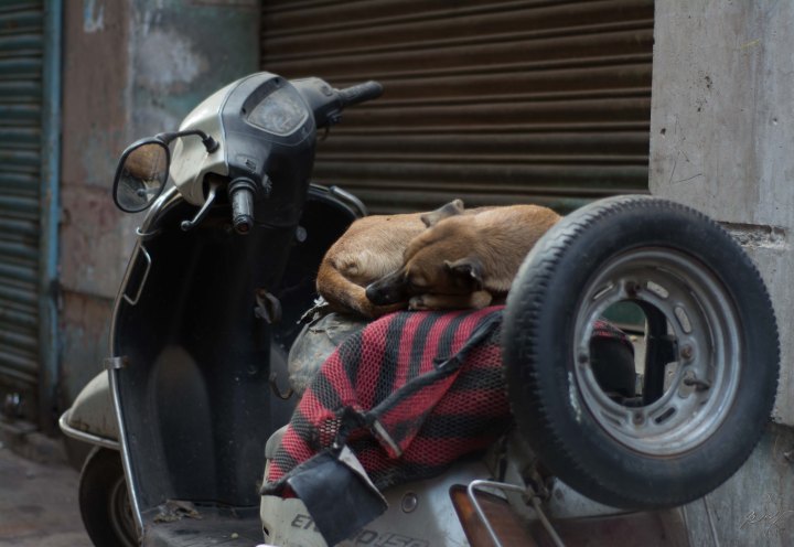 Dog sleeping on a scooter