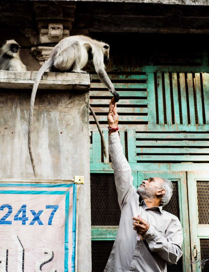 A man feeds biscuits to a langoor in Ahmedabad, Gujarat