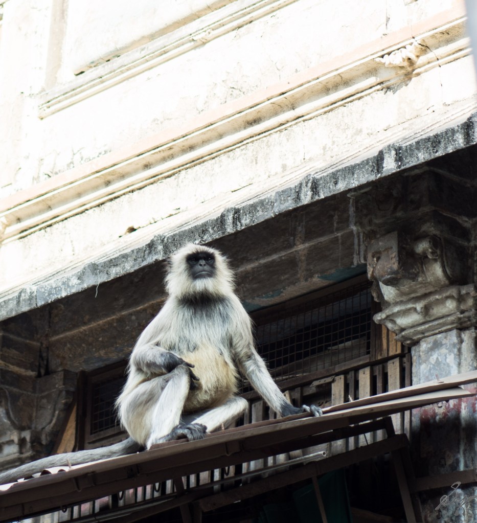 A langoor poses for a photo in Ahmedabad, Gujarat