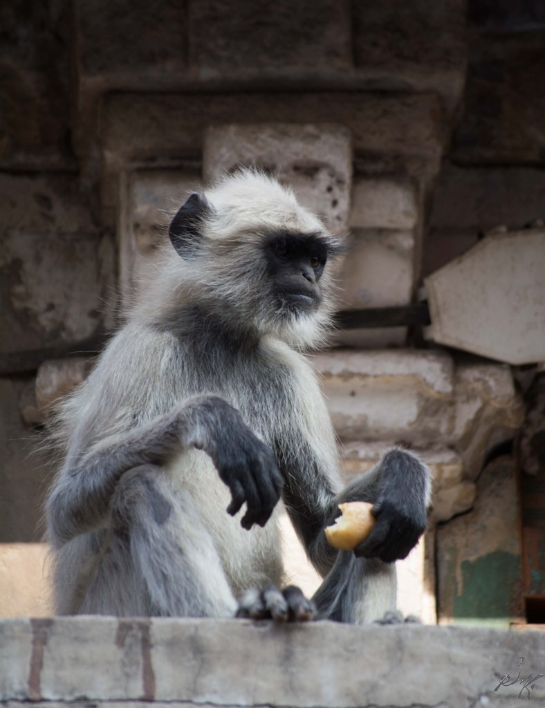 A langoor eats a potato in Ahmedabad, Gujarat