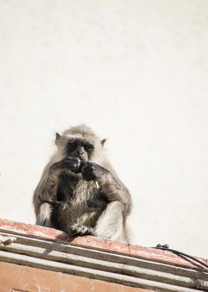 A langoor eats a brinjal in Ahmedabad, Gujarat