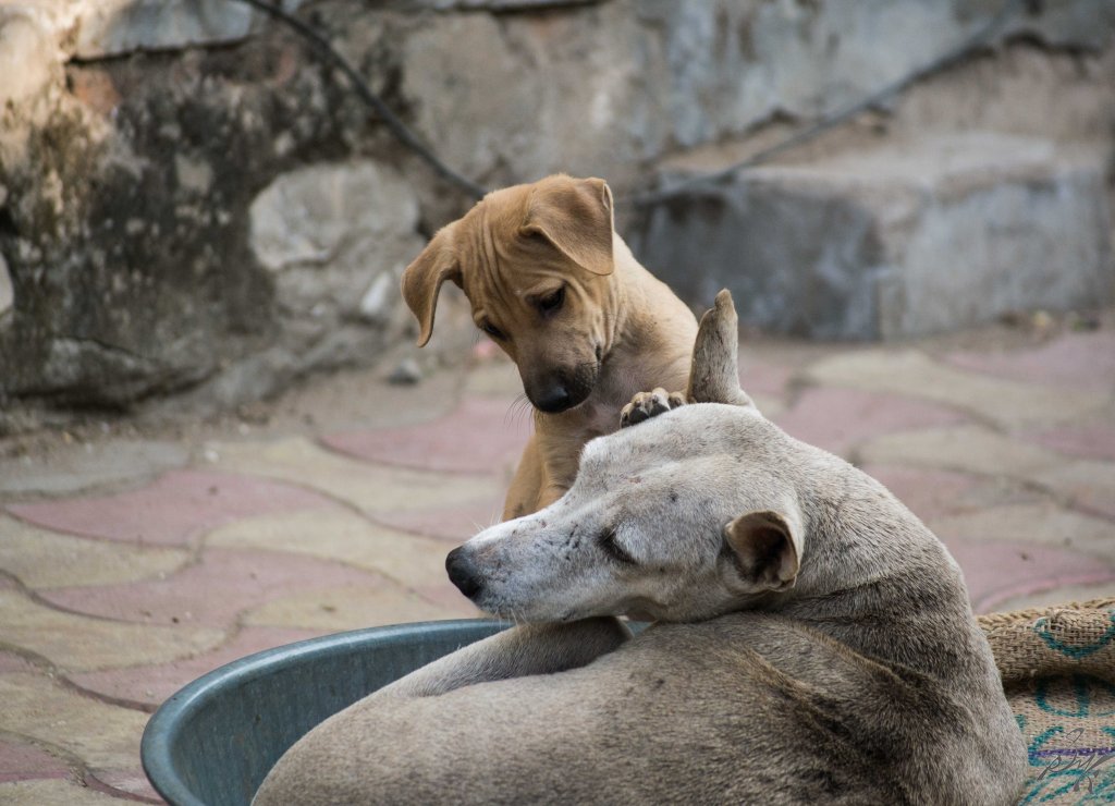A puppy plays with its mother in Ahmedabad, Gujarat