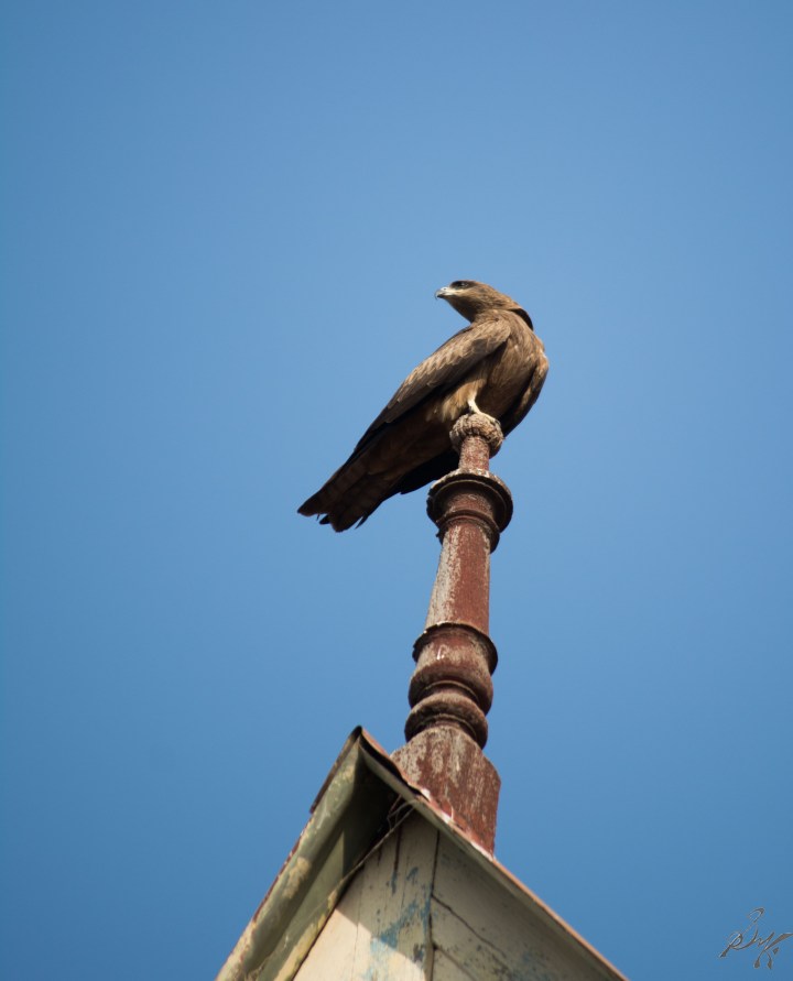 A eagle gives a striking pose in Ahmedabad, Gujarat