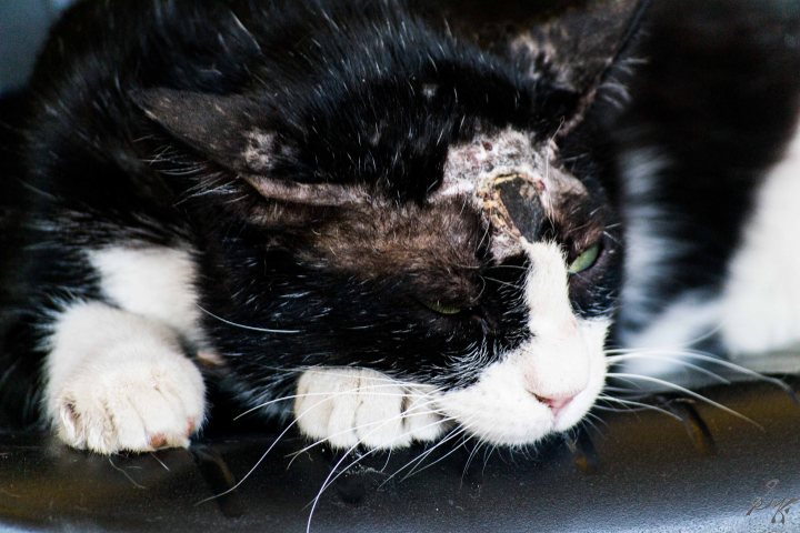 Cat with head injury recovering