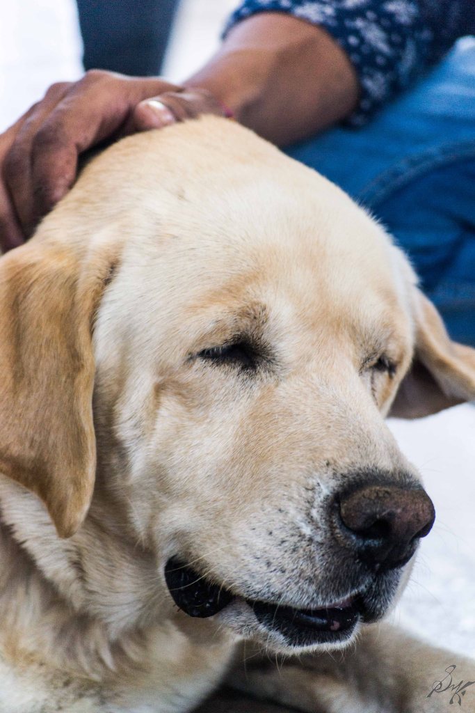 Labrador with hip injury enjoying being pet