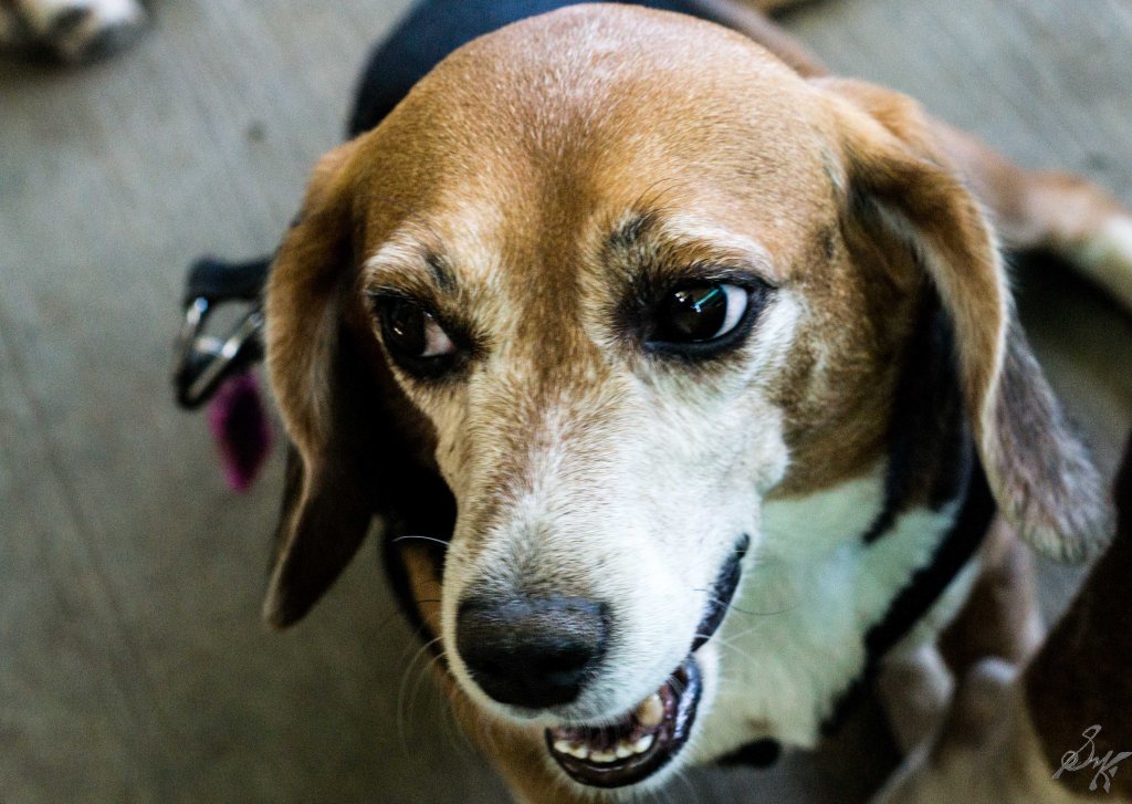 Beagles up for adoption