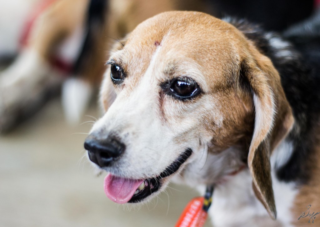 Beagles up for adoption