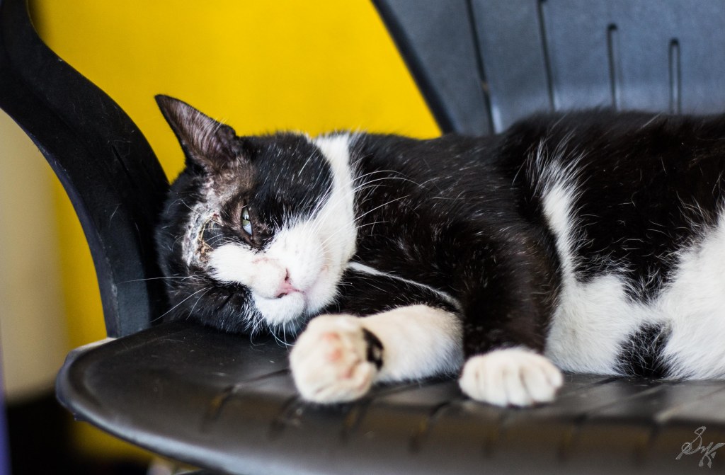 Gizmo, the injured cat lazes