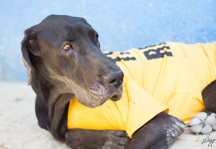 Great Dane volunteer