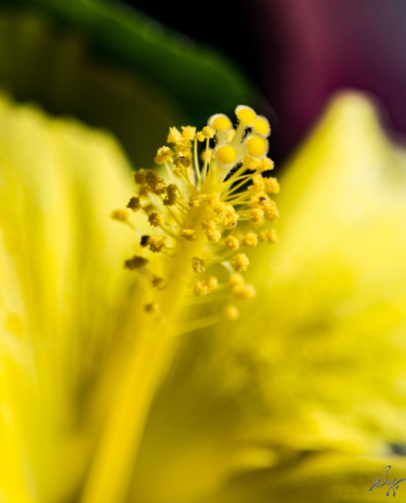 macro close up of the stalk of a flower