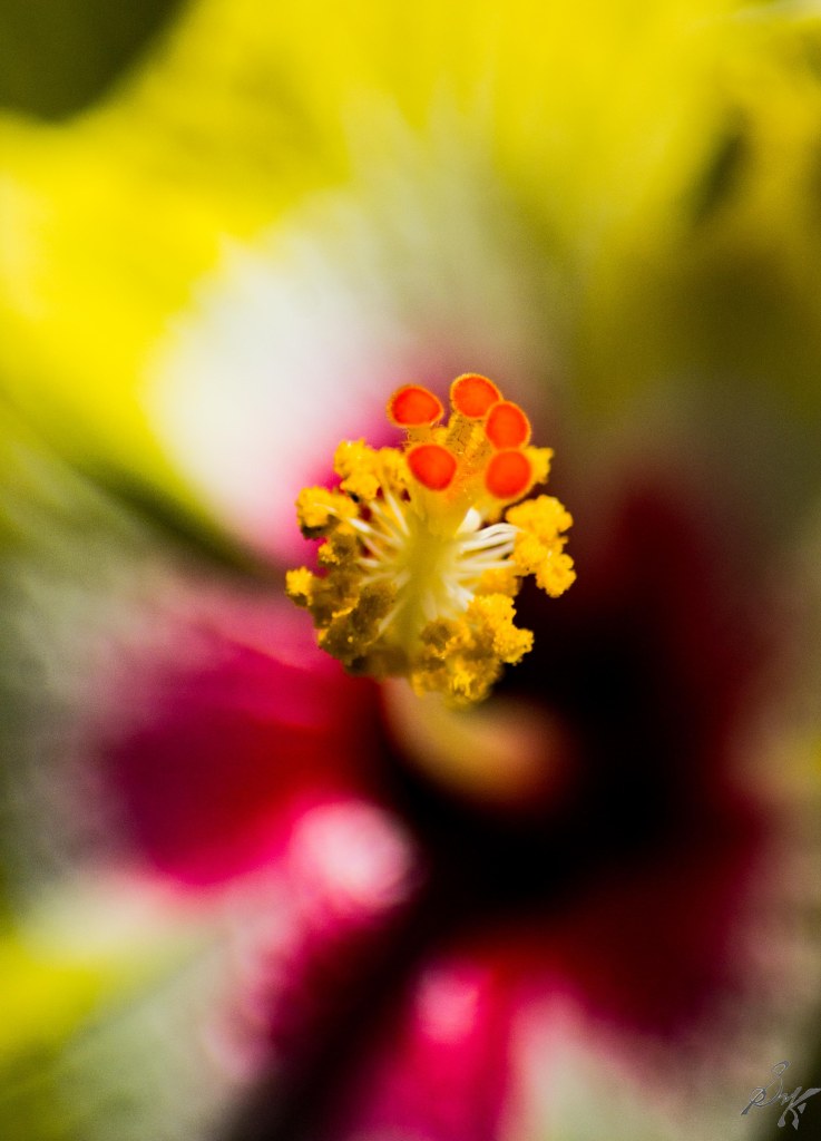 macro close up of a stalk of a flower