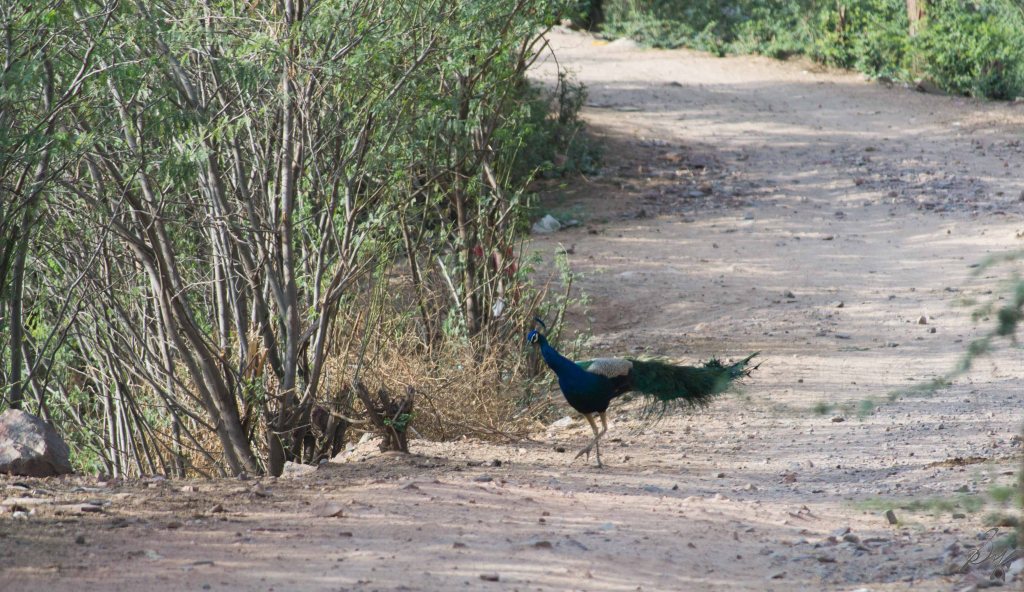 Peacock roaming near the Neemrana Fort, Rajasthan