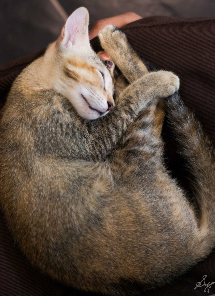 In the absence of side pillows, both feet shall suffice. Cat sleeping peacefully.