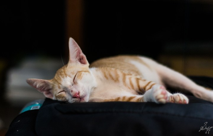 Bags seem to be favourite place to sleep for the cats