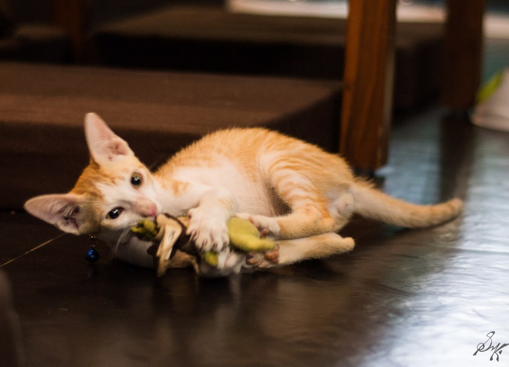 Kitten playing with a toy
