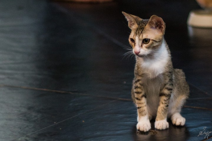 Kitten looking seriously at another kitten