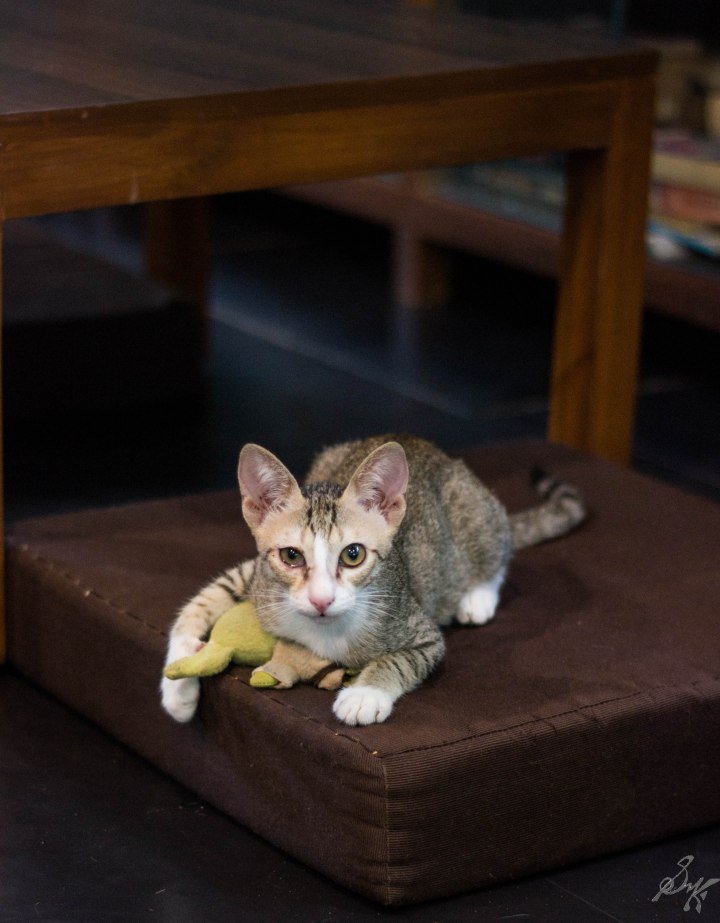 Kitten with a toy