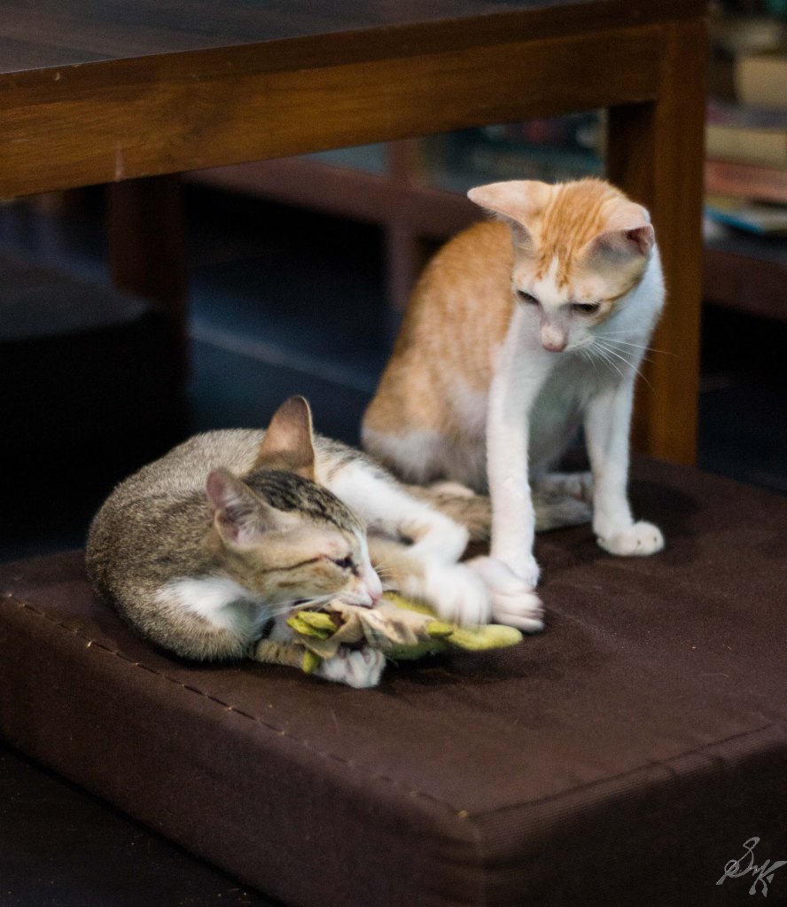 Kittens contemplating truce