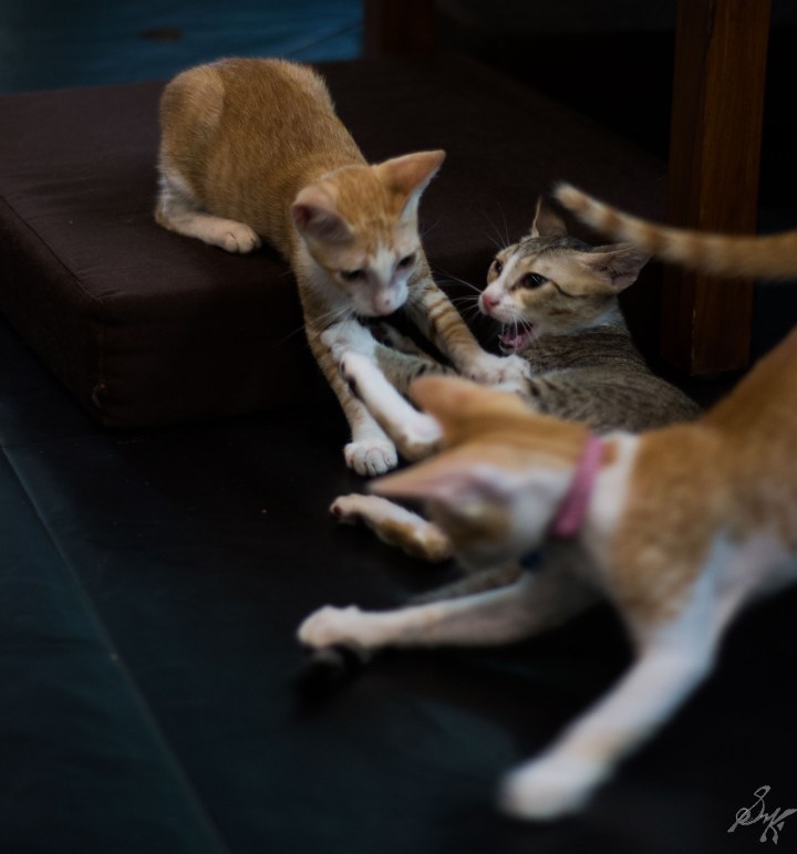 Kittens fighting