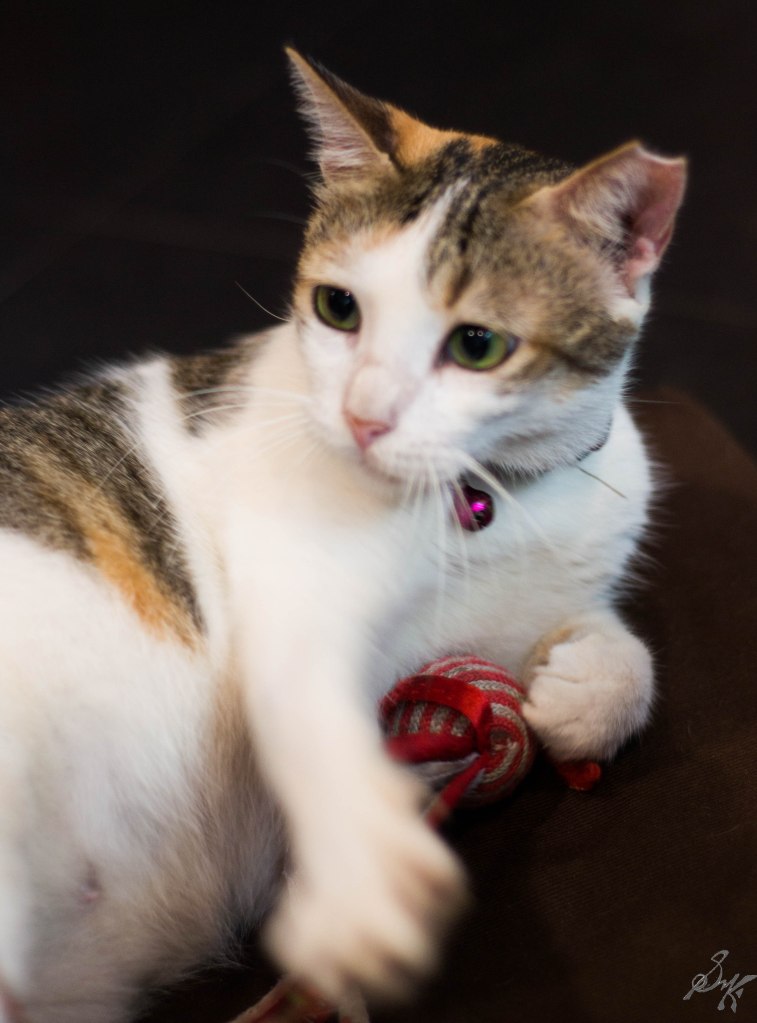 Someone tried to take away his yarn. Cat gives disdainful looks.