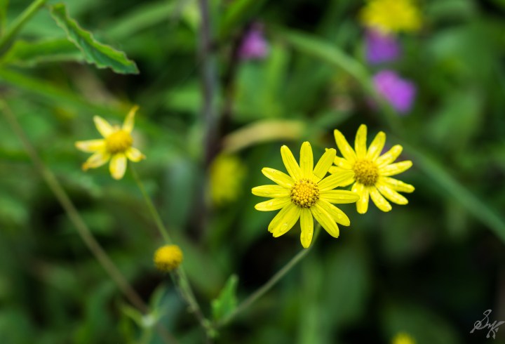 Random flowers by the street