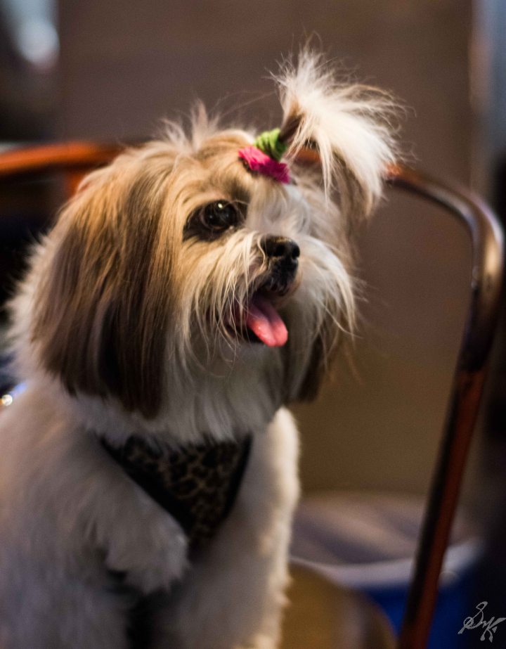 Cute, Fluffy, Dog, Shih Tzu