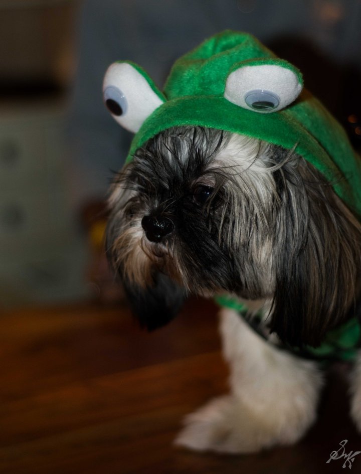 Shi Tzu, Dog, Furry, Cute