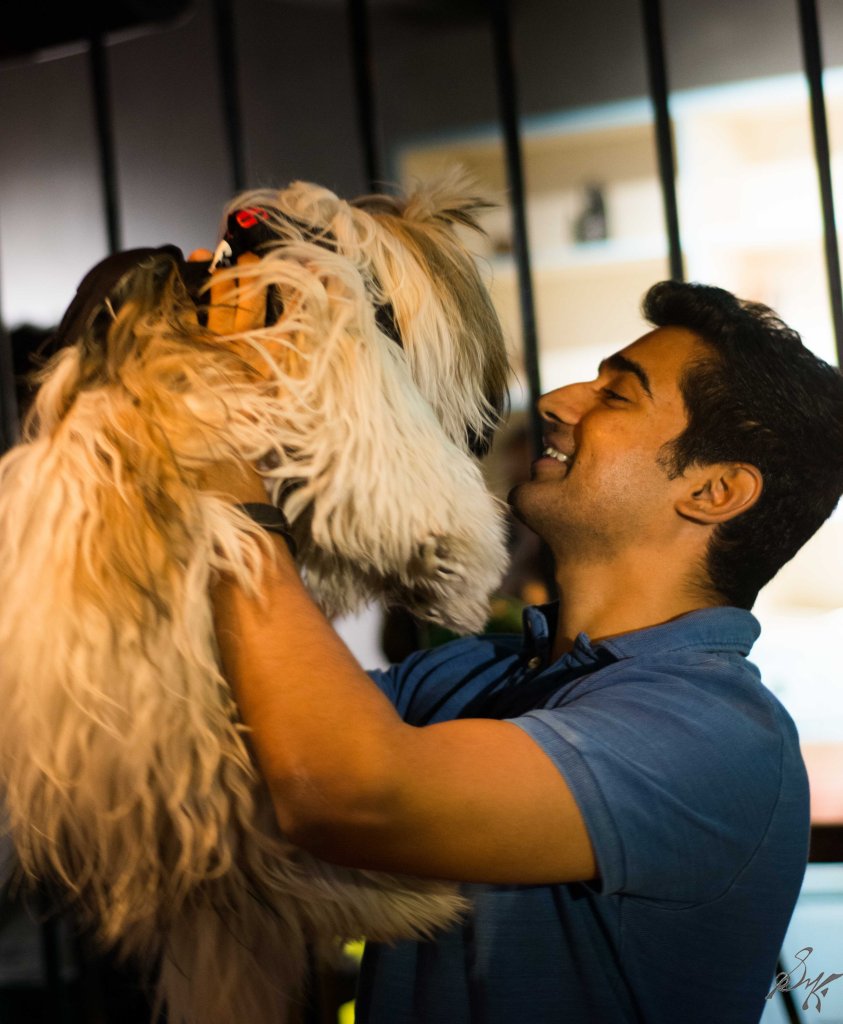 Shi Tzu, Dog, Furry, Cute