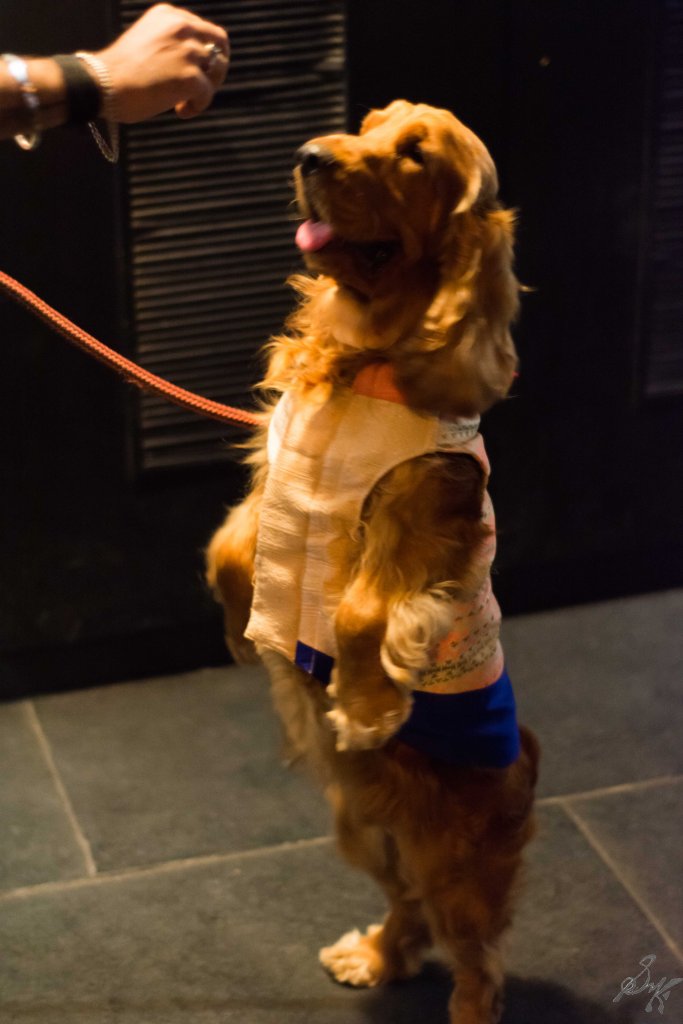 Cocker Spaniel, Dog, Cute, Fluffy, Obedient