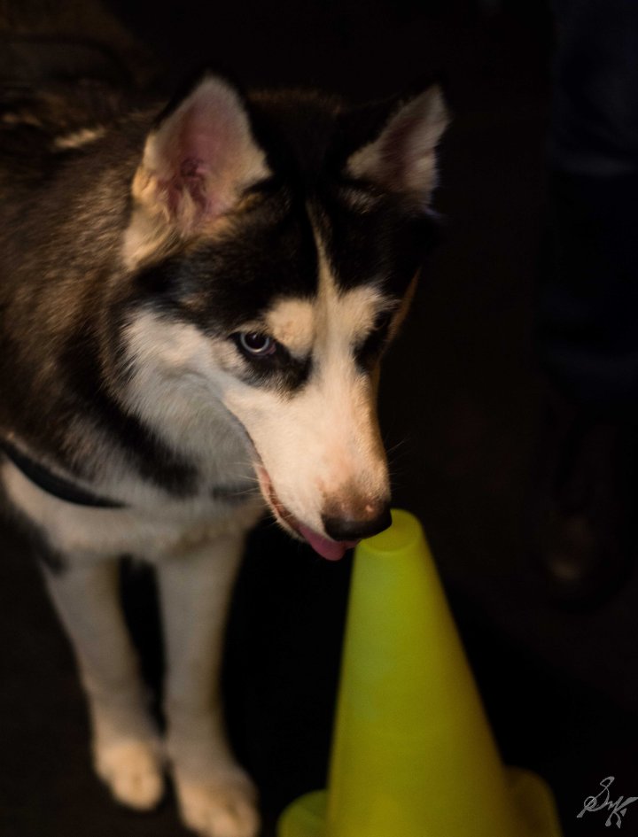Siberian Husky, Dog