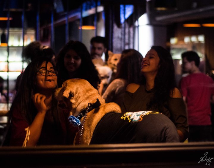 Labrador, Cute, Dog, Owner