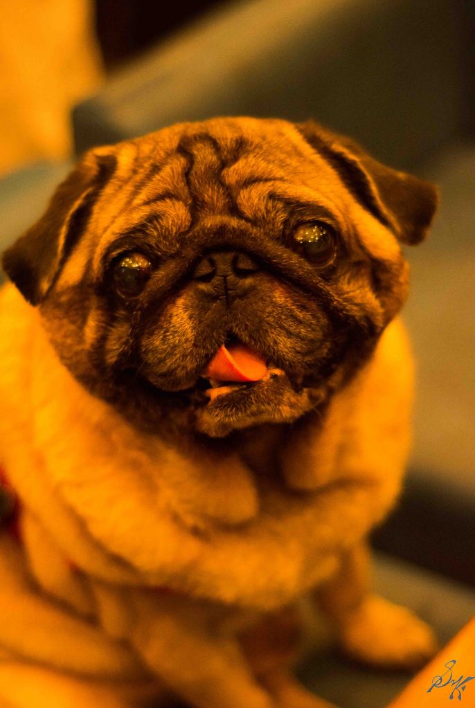 Pug, Yellow Light, Cute, Unrealistic Colour
