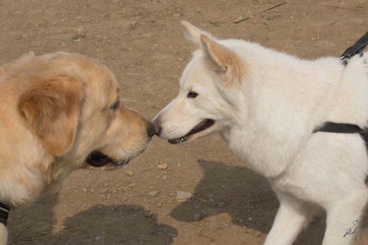 Dogs bonding, Golden Retriever, 