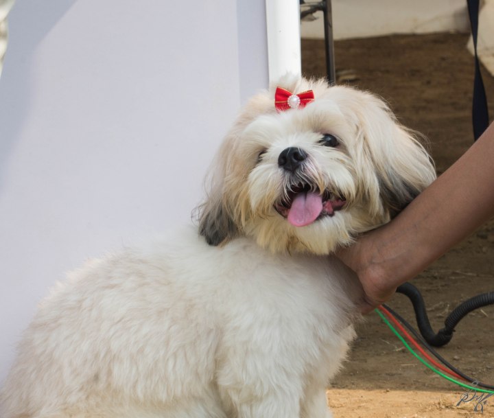 Possibly Maltese puppy