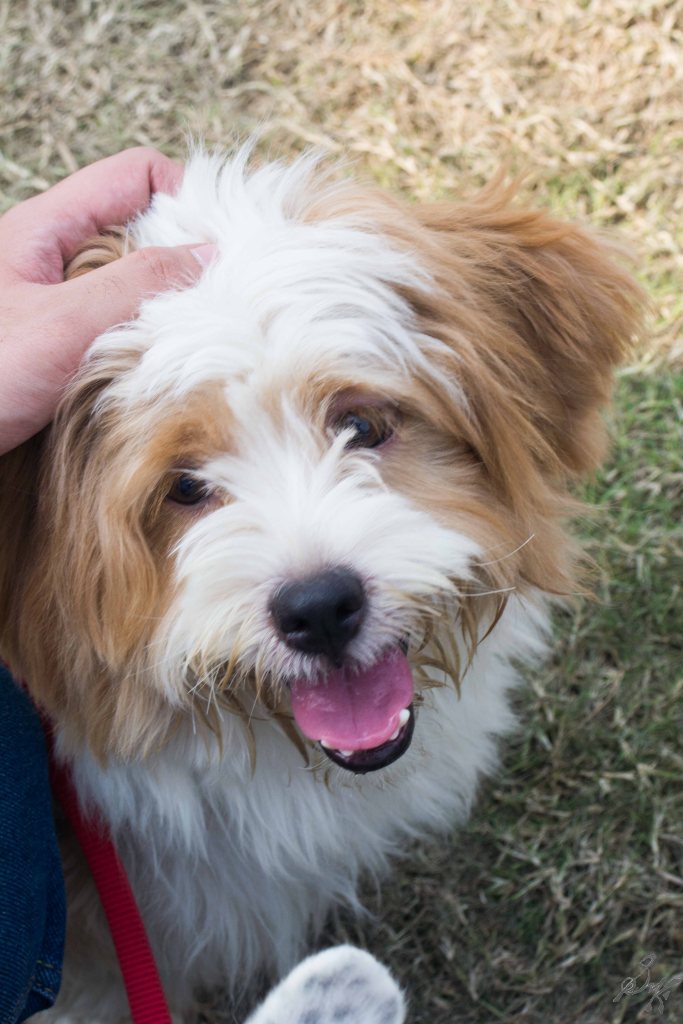 Glenn of Imaal Terrier