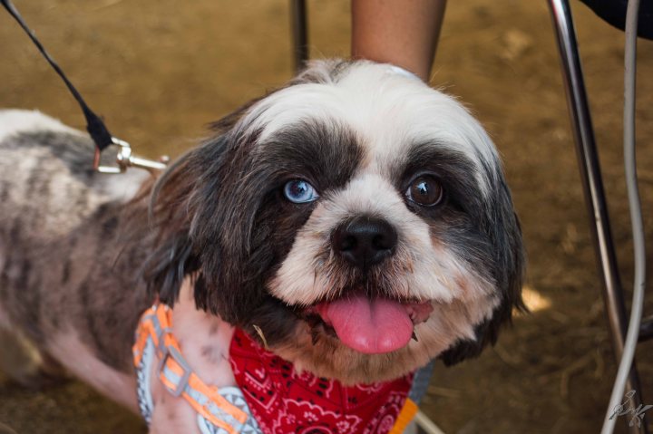 Shih Tzu with different eye colours