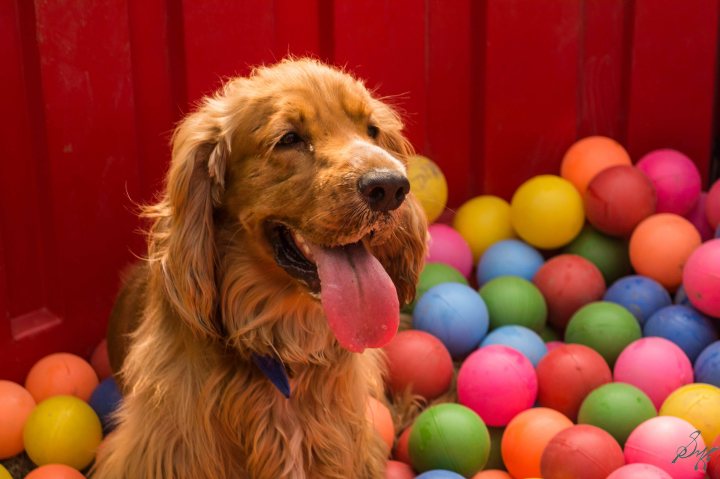 Golden Retriever Puppy