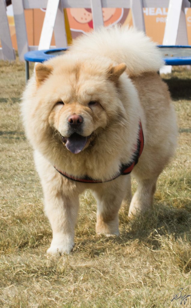 Chow Chow