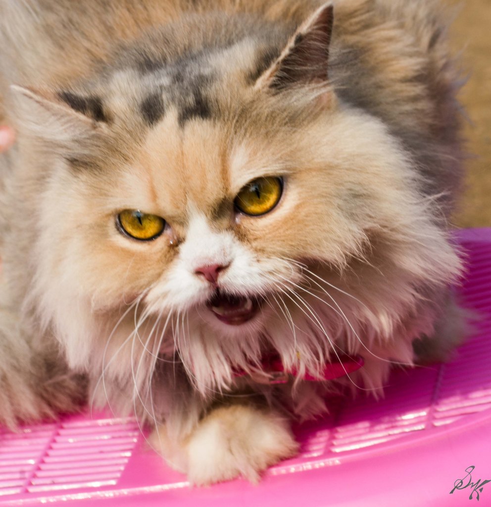 Angry Persian Cat