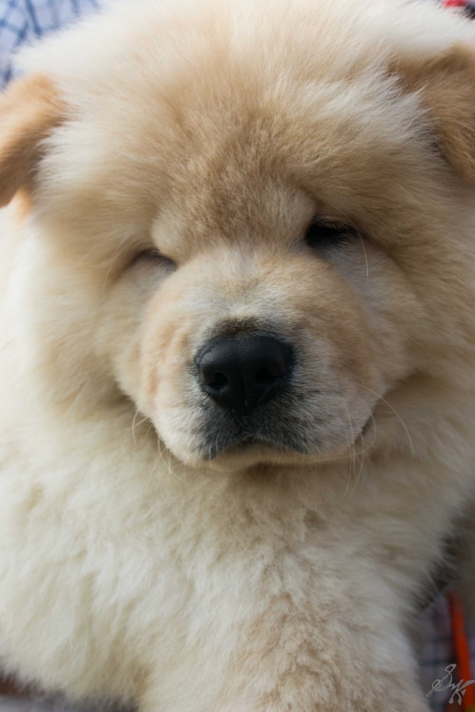 Chow Chow Puppy