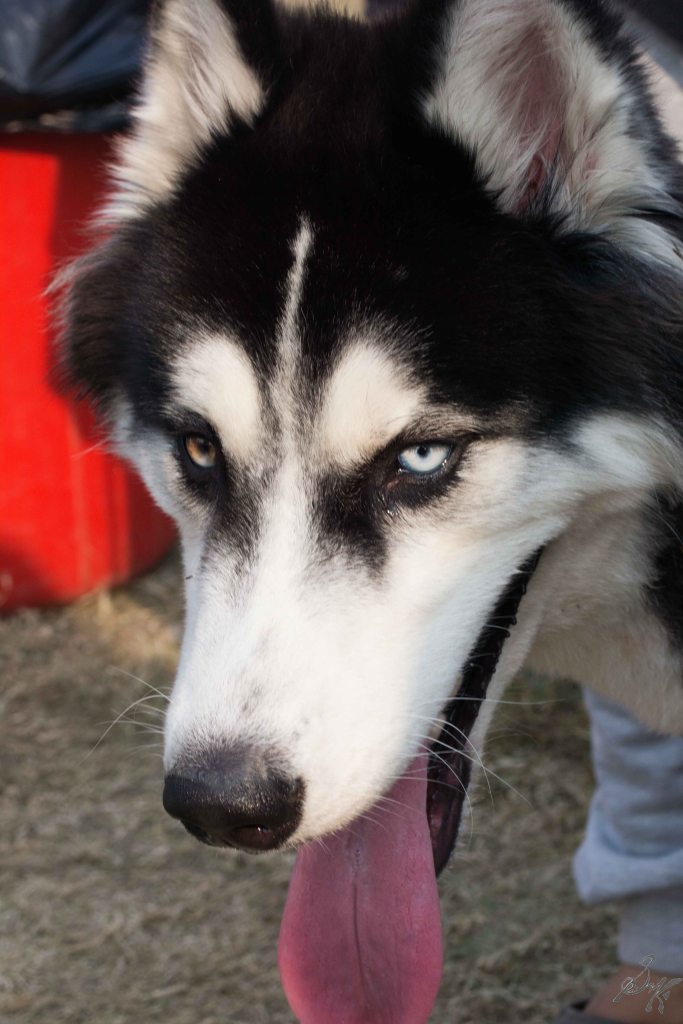 Siberian Husky, different eye colours