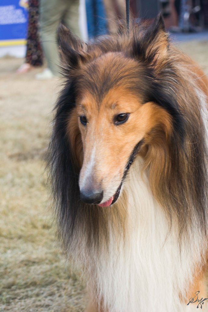 A gorgeous Afghan Hound