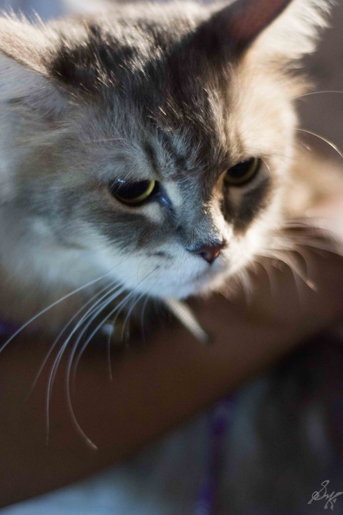 Intense looking kitty, Cat