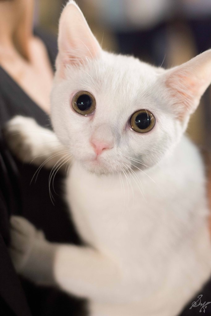 Cute desi kitty, cat, white