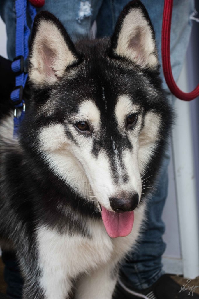 A husky