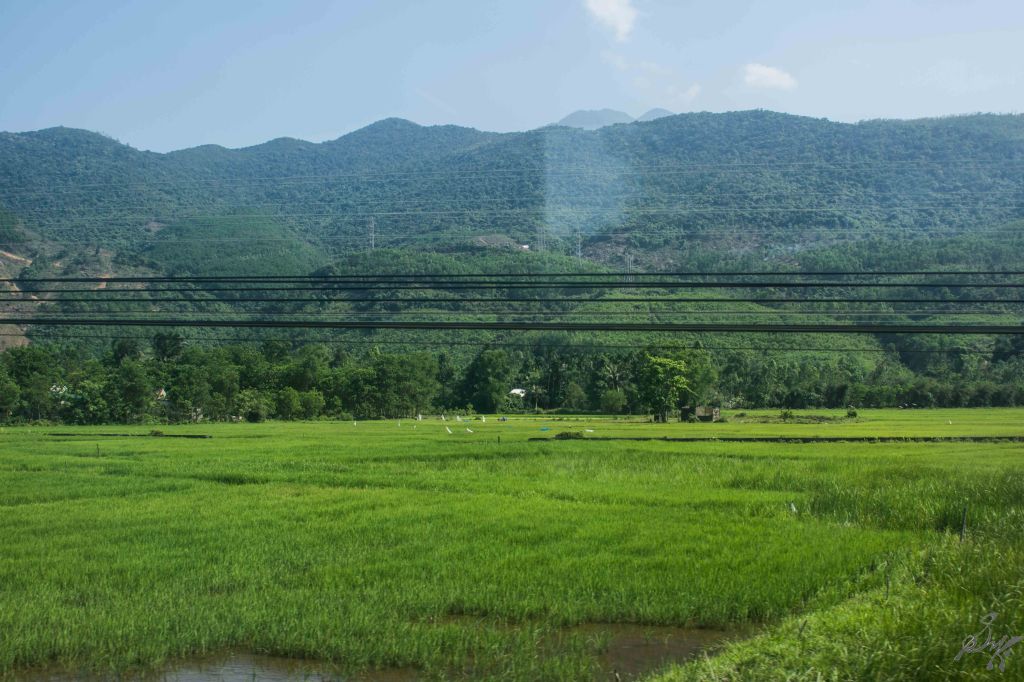 Paddy fields, Vietnam Paddy fields, Vietnam