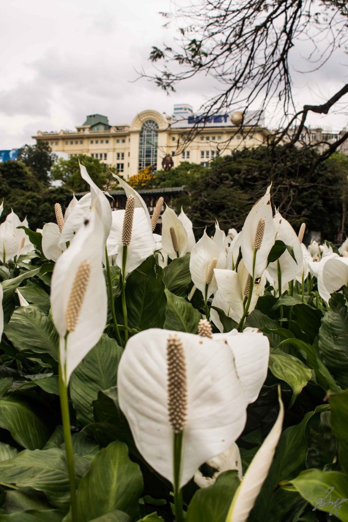 Flowers on the banks of Hoan Kiem Lake, Hanoi, Vietnam