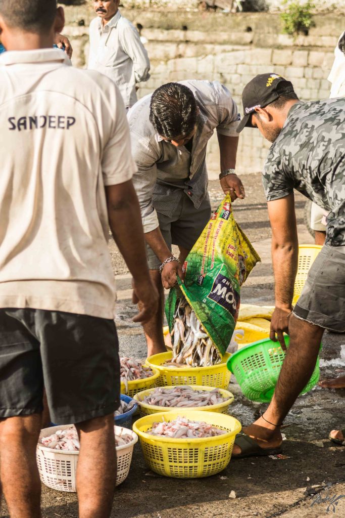 Fishes being readied for auctions, Sassoon Docks, Mumbai, India