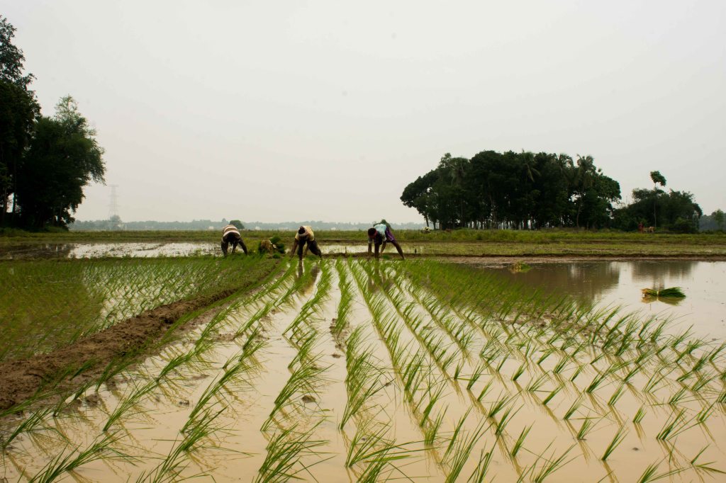 Transplantation in progress